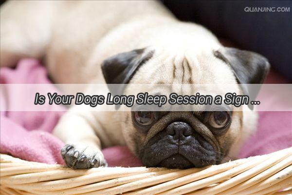 Is Your Dogs Long Sleep Session a Sign of Contentment or Concern